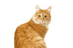 宠物猫