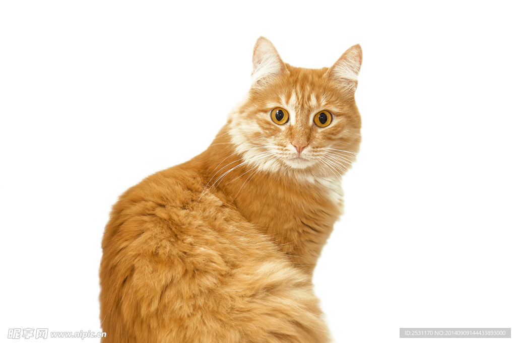 宠物猫