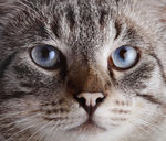 宠物猫