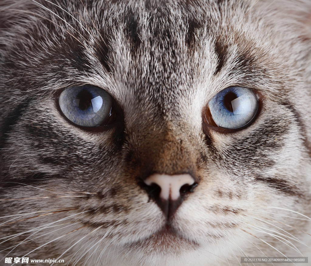 宠物猫