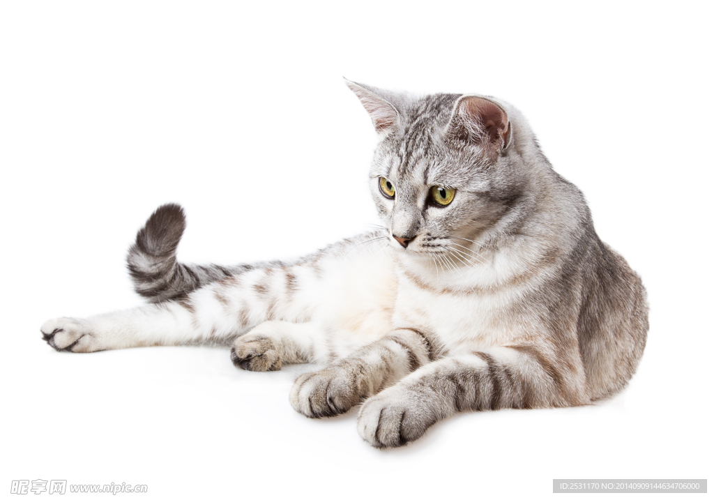 宠物猫