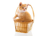 家猫