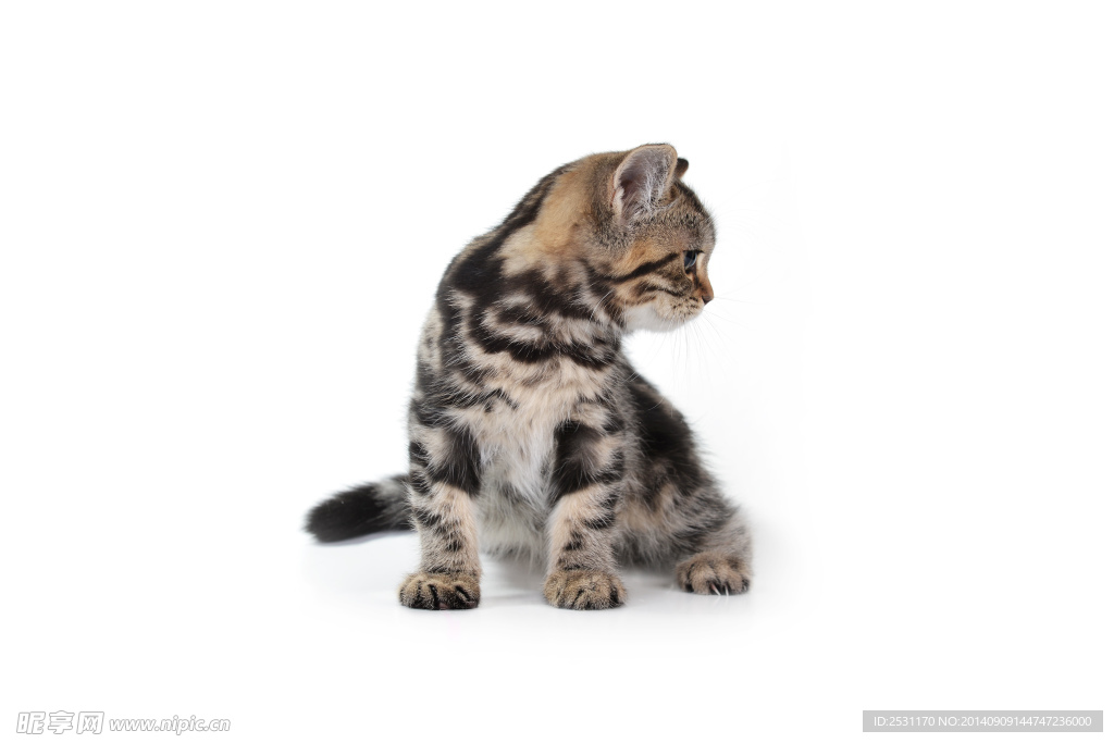 宠物猫