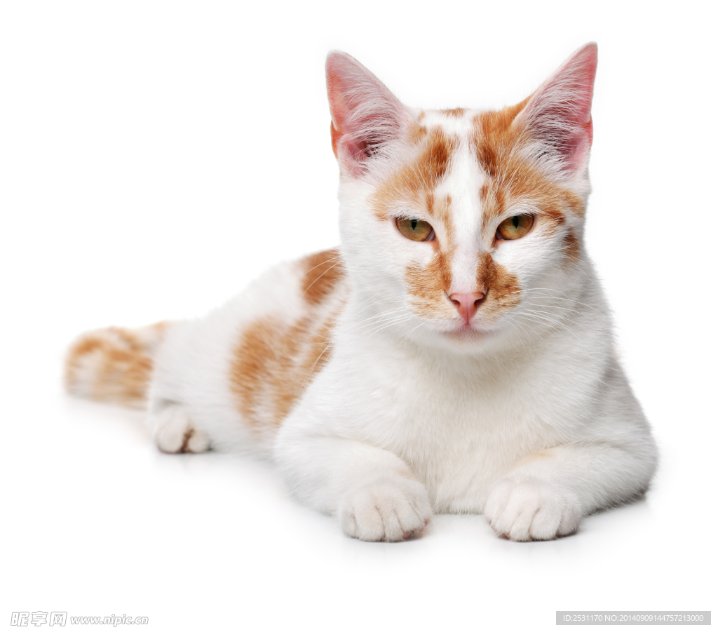 宠物猫