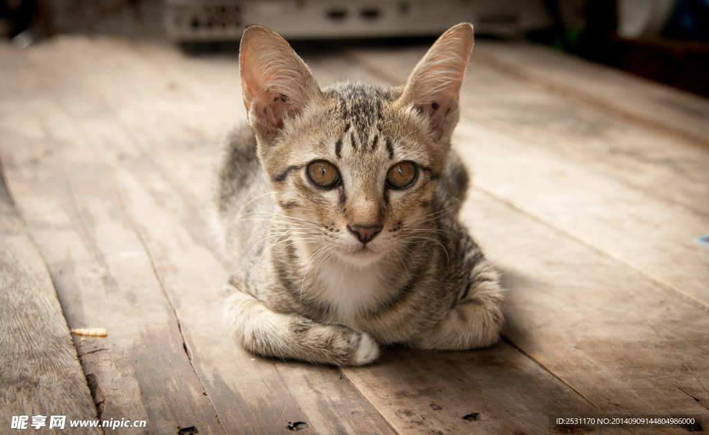 宠物猫