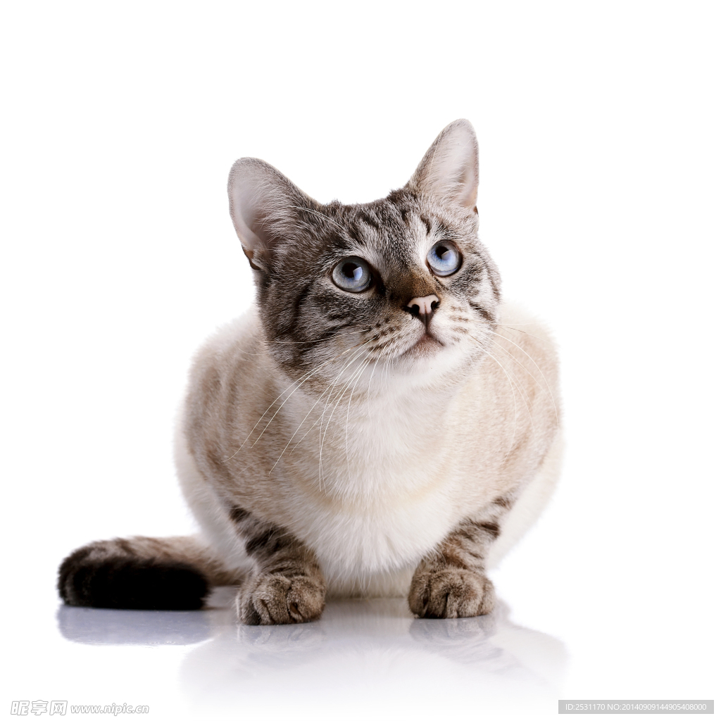 宠物猫