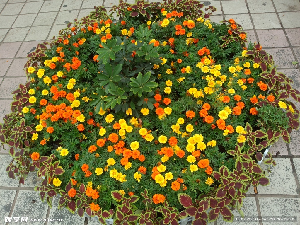 盆栽鲜花