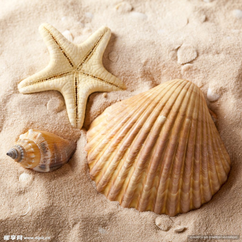 海星贝壳