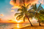 黄昏落日沙滩椰子树图