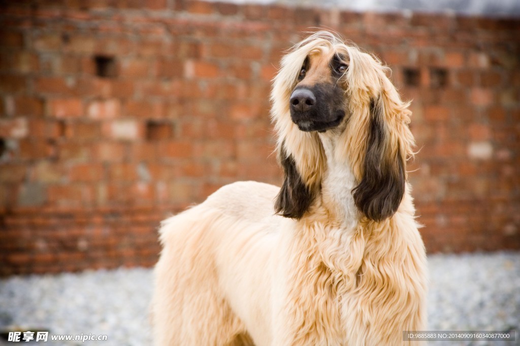 阿富汗猎犬