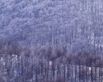 大雪迷幻