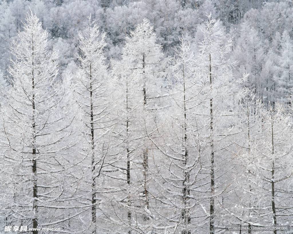 大雪迷幻