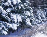大雪迷幻