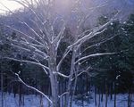 大雪迷幻