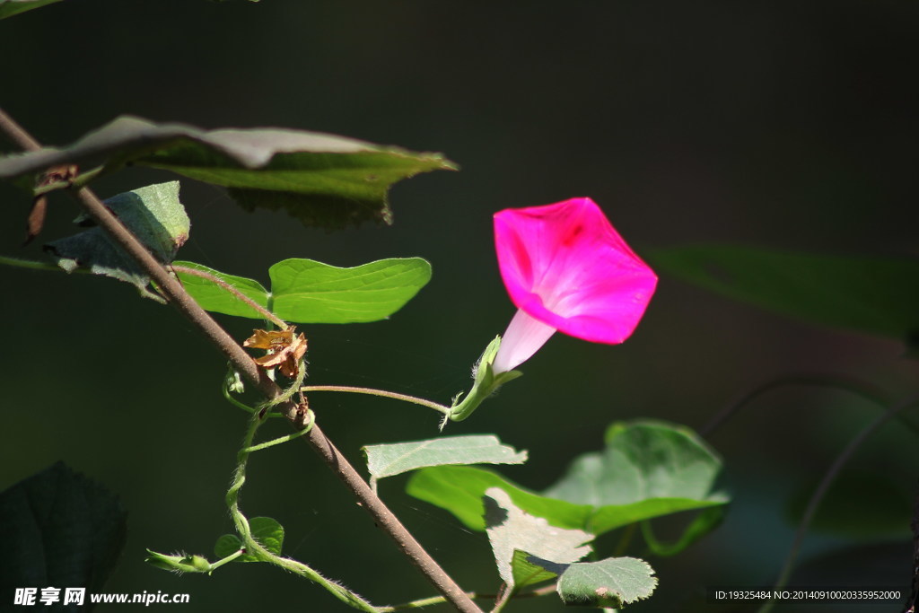 牵牛花