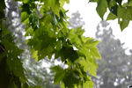 雨滴