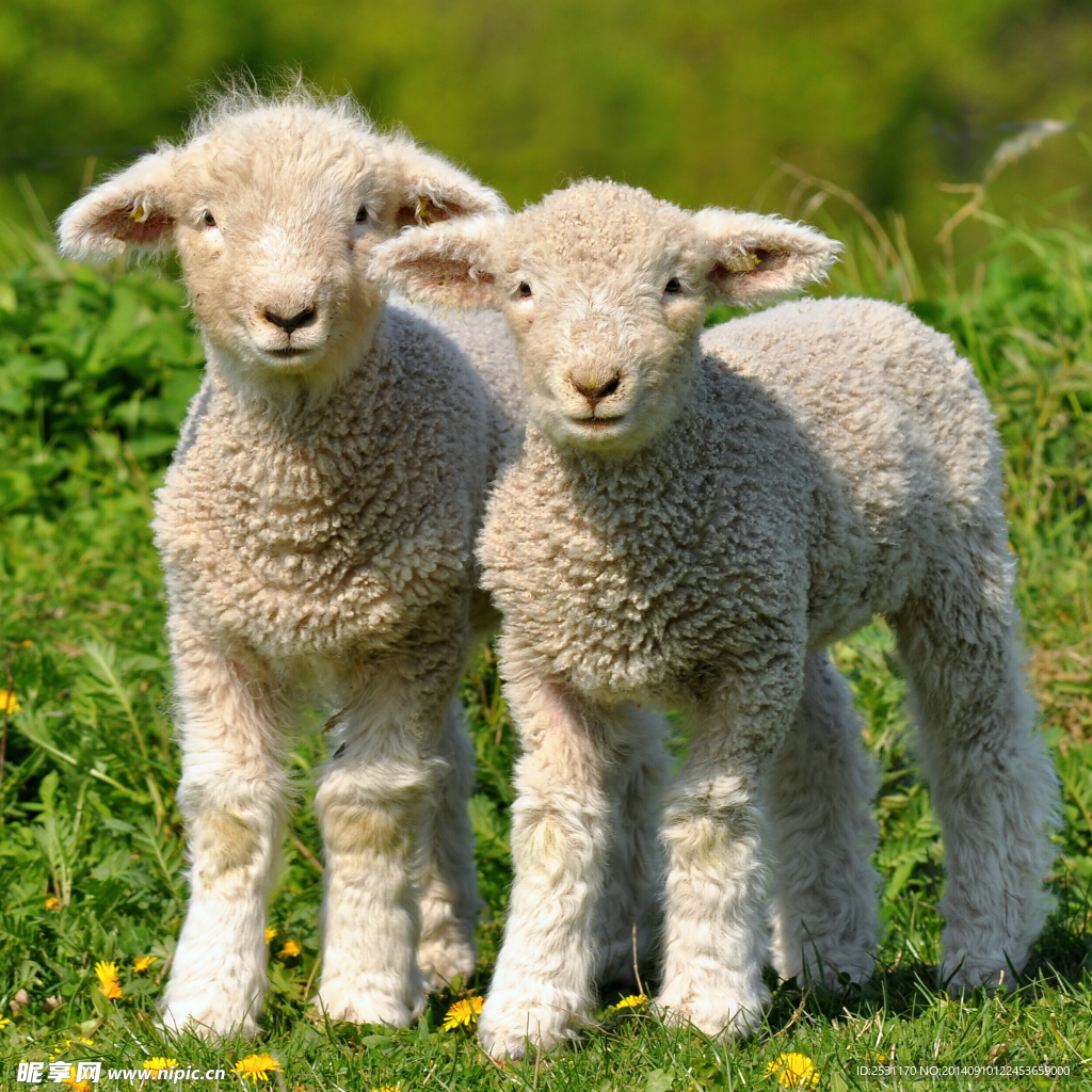 护羊狗和绵羊在一个亚高山带草甸 库存照片. 图片 包括有 农村, 户外, 似犬, 哺乳动物, 人们, 山脉 - 43865946