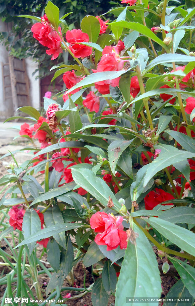 凤仙花