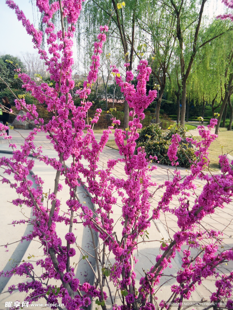 紫荆花