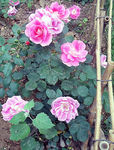 月季花