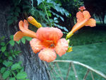 凌霄花