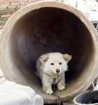 狗