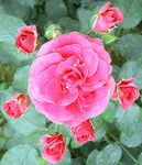 月季花