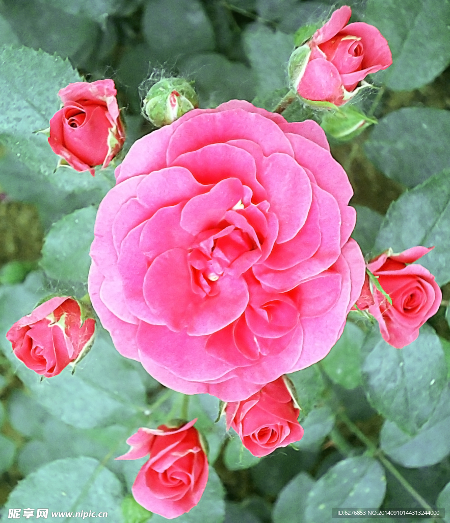 月季花