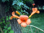 凌霄花