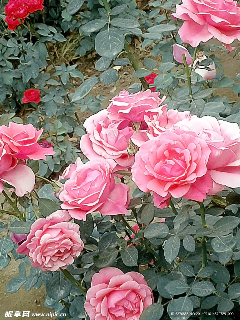 月季花