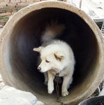 狗