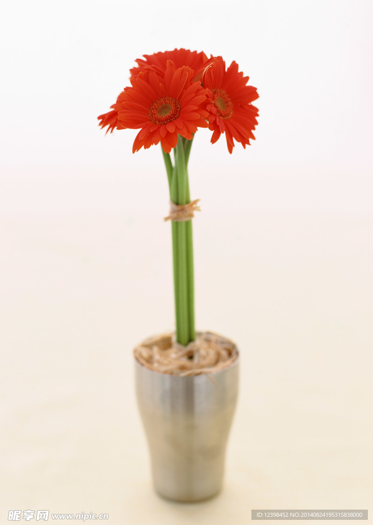 红色太阳花