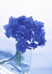 蓝色蝴蝶花