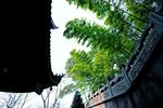 树荫