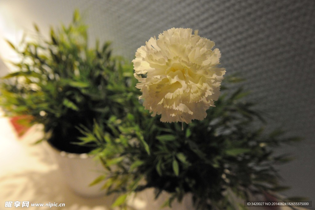 白菊