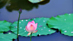 莲花