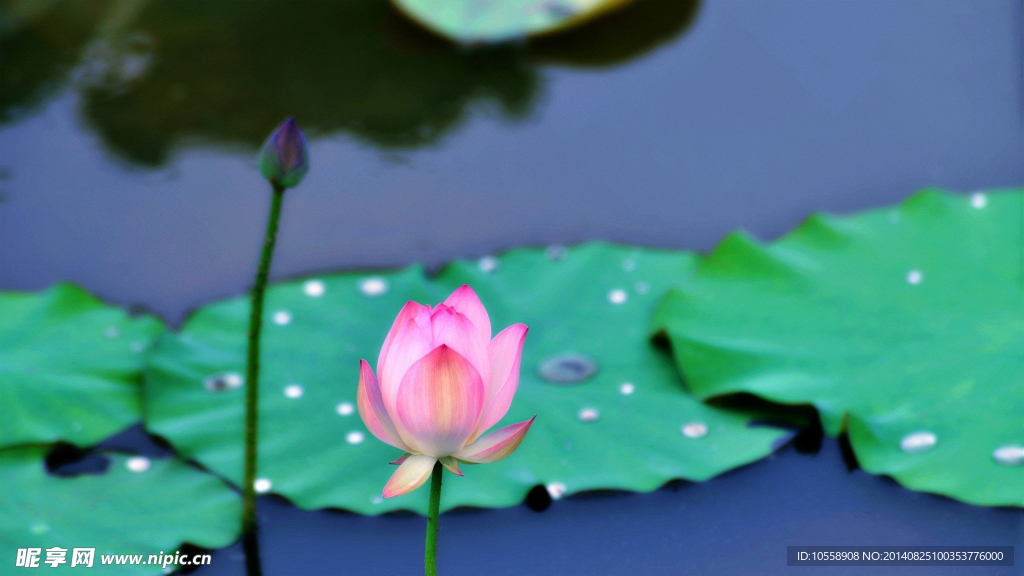 莲花