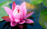 莲花