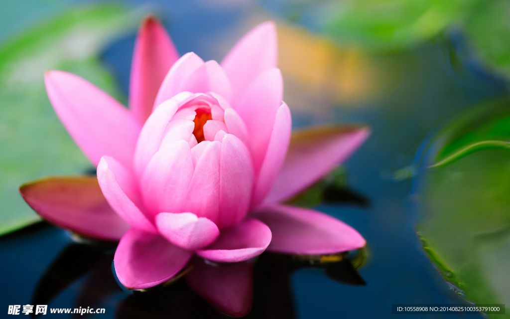莲花