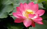 莲花