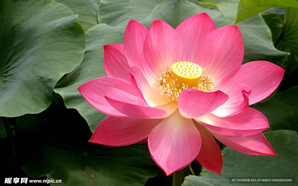 莲花