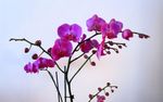紫色花朵壁纸