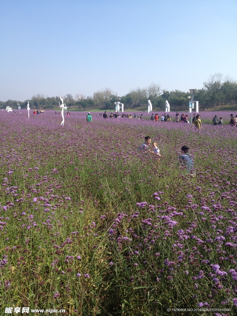 薰衣草花