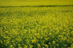 油菜花壁纸 jpg