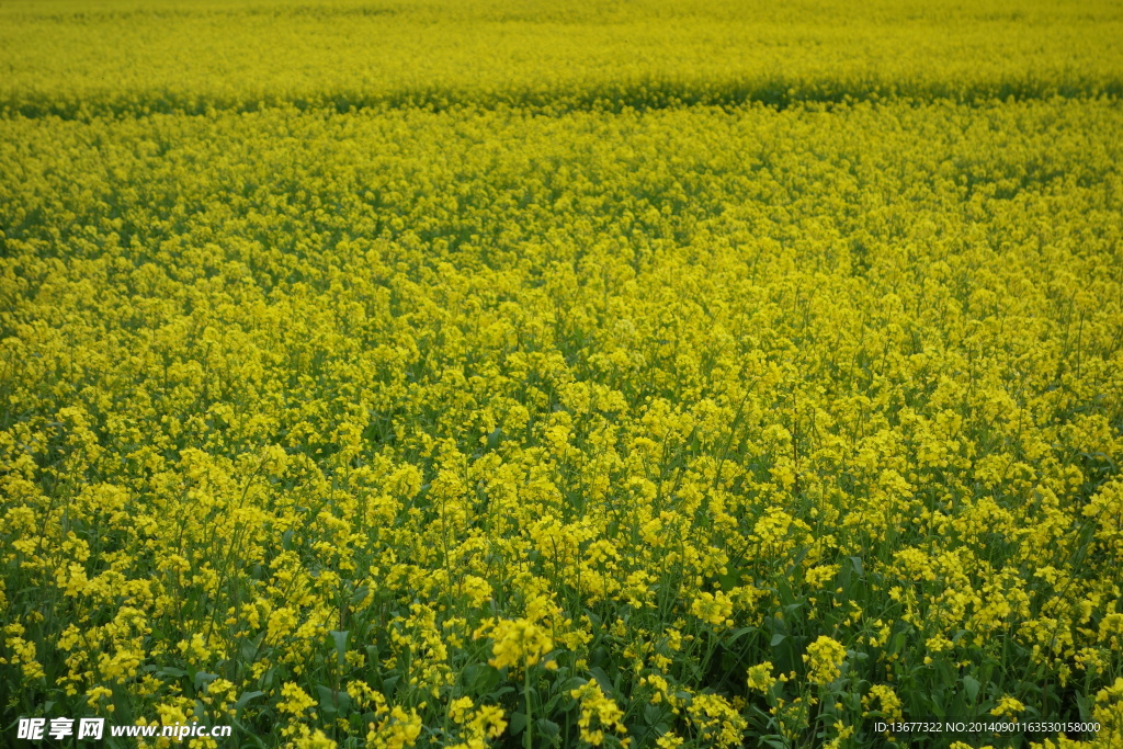 油菜花壁纸 jpg