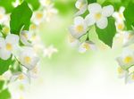苹果花