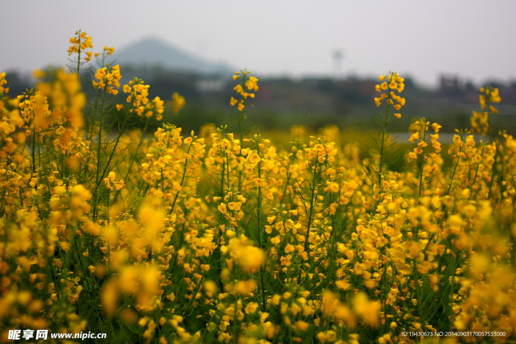 油菜花