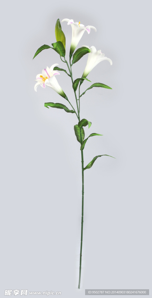 一支百合