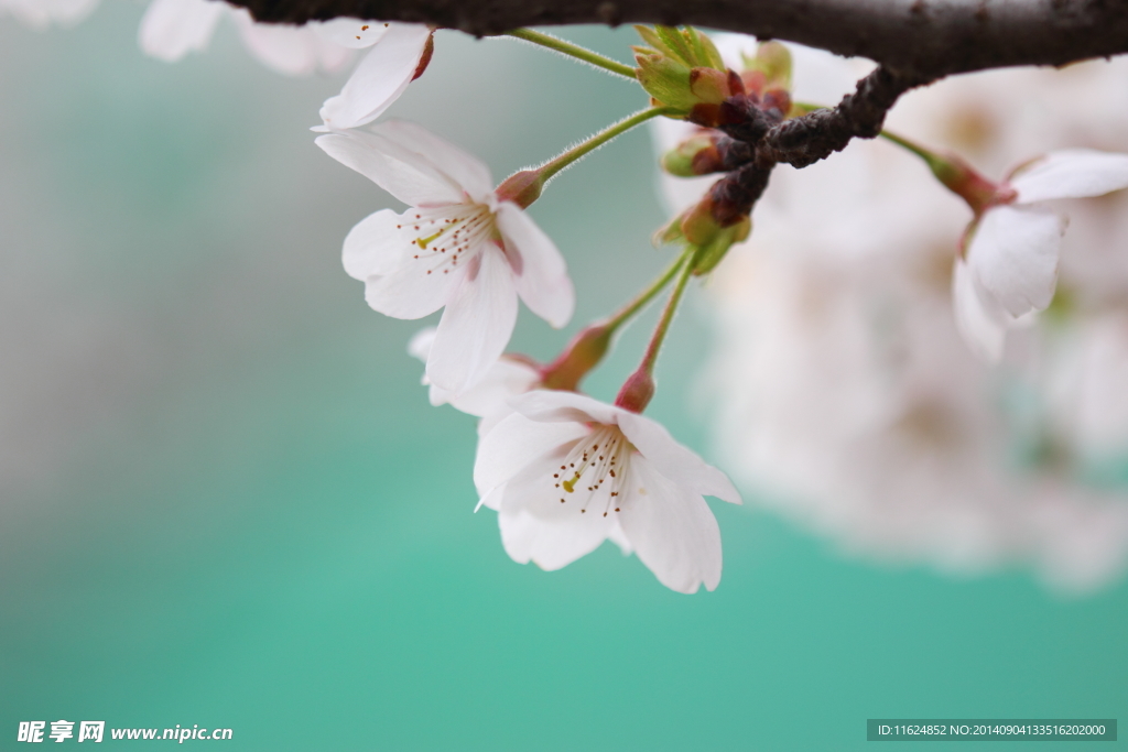 苹果花