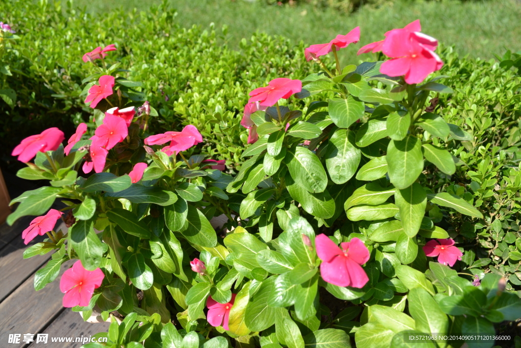 花